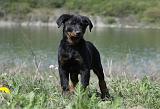 BEAUCERON - PUPPIES 204